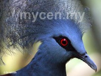 Kuala Lumpur Bird Park